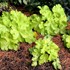 Heuchera ‘Lemon Supreme’