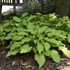 Hosta 'First Dance' PPAF