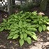Hosta 'First Dance' PPAF