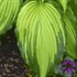 Hosta 'First Dance' PPAF