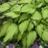 Hosta 'First Dance' PPAF