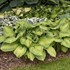 Hosta 'Brother Stefan'