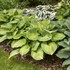 Hosta 'Brother Stefan'