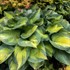 Hosta 'Brother Stefan'