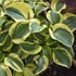 Hosta 'Mighty Mouse'