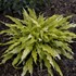 Hosta 'Wiggles and Squiggles'