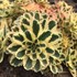 Sedum t. ATLANTIS