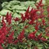 Astilbe 'Fanal'