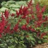 Astilbe 'Fanal'