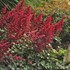 Astilbe 'Fanal'