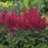 Astilbe 'Red Sentinel'