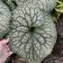 Brunnera m. 'Jack of Diamonds' 
