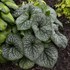 Brunnera m. 'Jack of Diamonds' 