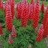 'Red Rum' Lupine WESTCOUNTRY