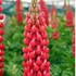 'Red Rum' Lupine WESTCOUNTRY