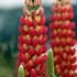 'Tequila Flame' Lupine WESTCOUNTRY