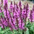 Salvia n. Rose Marvel PP30,118