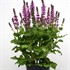 Salvia n. Rose Marvel PP30,118