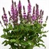 Salvia n. Rose Marvel PP30,118