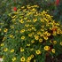 Rudbeckia triloba