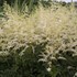 Astilbe 'Bridal Veil'