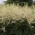 Astilbe 'Bridal Veil'