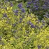 Bluebeard ‘Gold Crest’