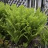 'Ostrich Fern' Matteuccia struthiopteris 