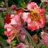 PRETTICOATS Peach Avens
