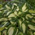 Hosta 'Vulcan'