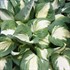 Hosta 'Vulcan'