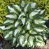 Hosta 'Vulcan'