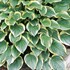 Hosta 'So Sweet'