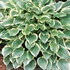 Hosta 'So Sweet'
