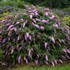 Buddleia 'Pink Cascade' PP30711 Cascade Collection