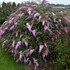 Buddleia 'Pink Cascade' PP30711 Cascade Collection