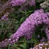 Buddleia 'Pink Cascade' PP30711 Cascade Collection