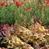 Heuchera ‘Champagne’ Coral Bells