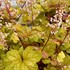 Heuchera ‘Champagne’ Coral Bells