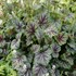 ‘Green Spice’ Coral Bells