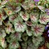 ‘Green Spice’ Coral Bells