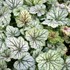 ‘Green Spice’ Coral Bells