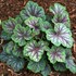 ‘Green Spice’ Coral Bells