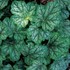 ‘Green Spice’ Coral Bells