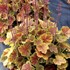 NORTHERN EXPOSURE™ Sienna Coral Bells