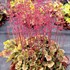 NORTHERN EXPOSURE™ Sienna Coral Bells