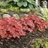 Heuchera Primo® 'Peachberry Ice' Coral Bells 