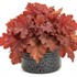 Heuchera Primo® 'Peachberry Ice' Coral Bells 