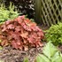 Heuchera Primo® 'Peachberry Ice' Coral Bells 
