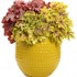 Heuchera Primo® 'Peachberry Ice' Coral Bells 